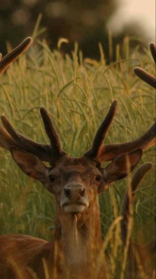 L'Hotie De Broceliande, Au Coeur Des Sites Naturels Et Legendaires パンポン エクステリア 写真
