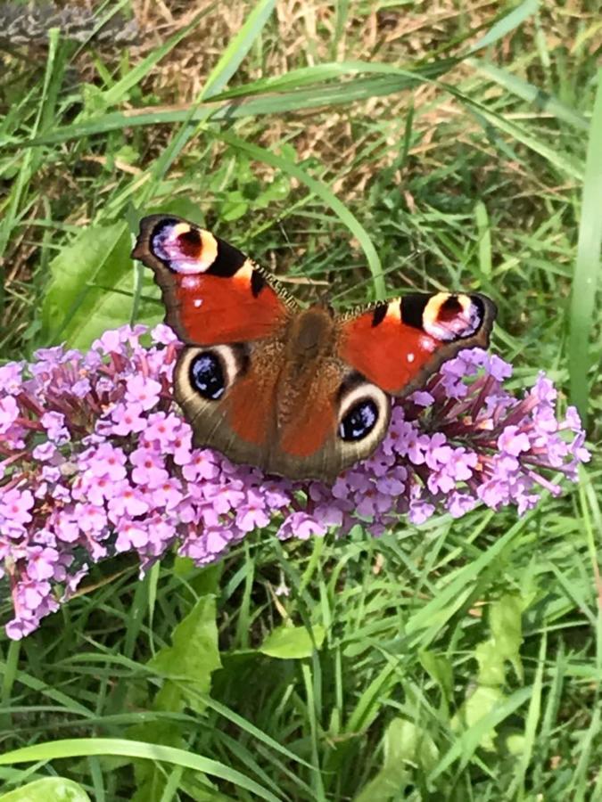 L'Hotie De Broceliande, Au Coeur Des Sites Naturels Et Legendaires パンポン エクステリア 写真
