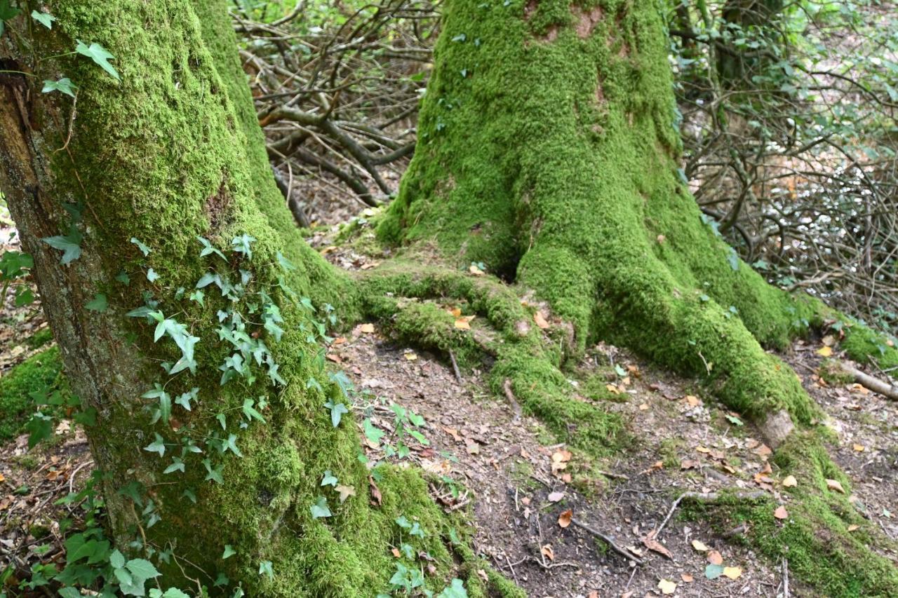 L'Hotie De Broceliande, Au Coeur Des Sites Naturels Et Legendaires パンポン エクステリア 写真