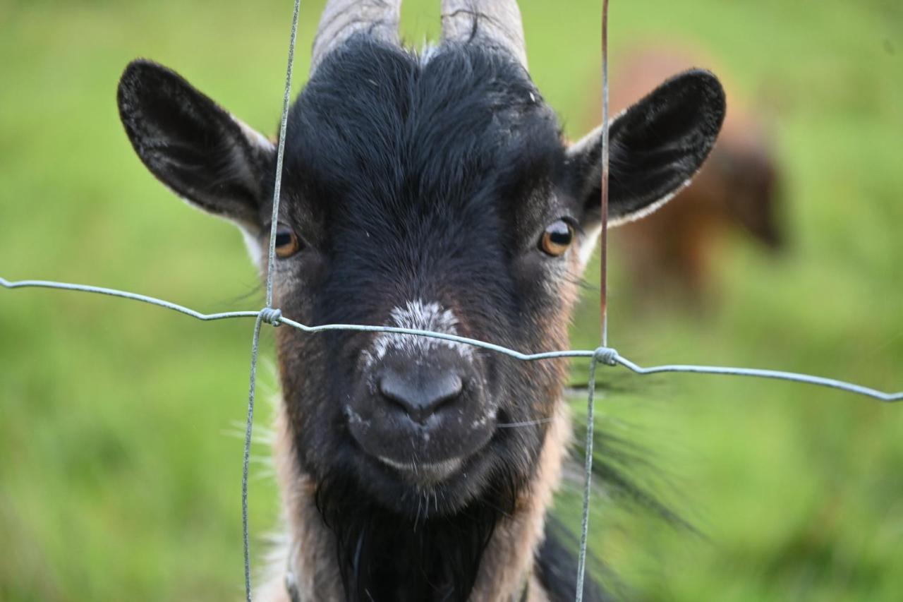 L'Hotie De Broceliande, Au Coeur Des Sites Naturels Et Legendaires パンポン エクステリア 写真