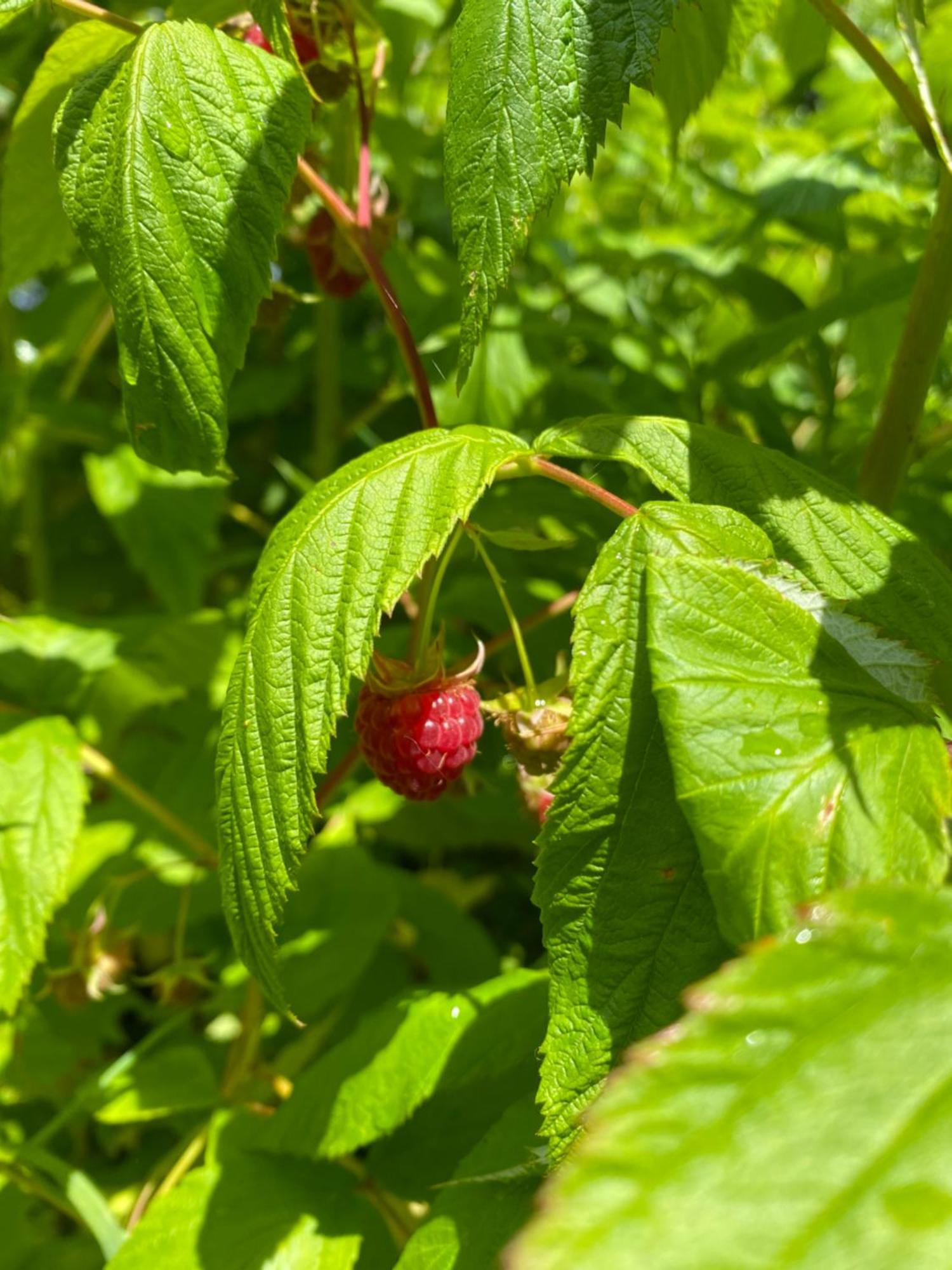 L'Hotie De Broceliande, Au Coeur Des Sites Naturels Et Legendaires パンポン エクステリア 写真