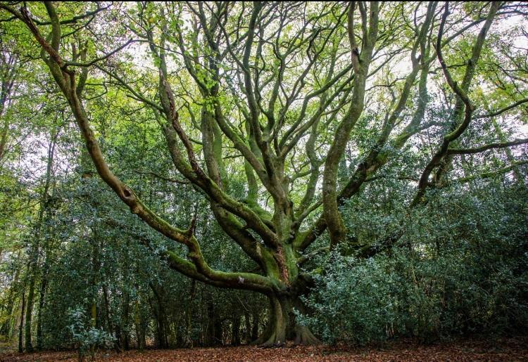 L'Hotie De Broceliande, Au Coeur Des Sites Naturels Et Legendaires パンポン エクステリア 写真