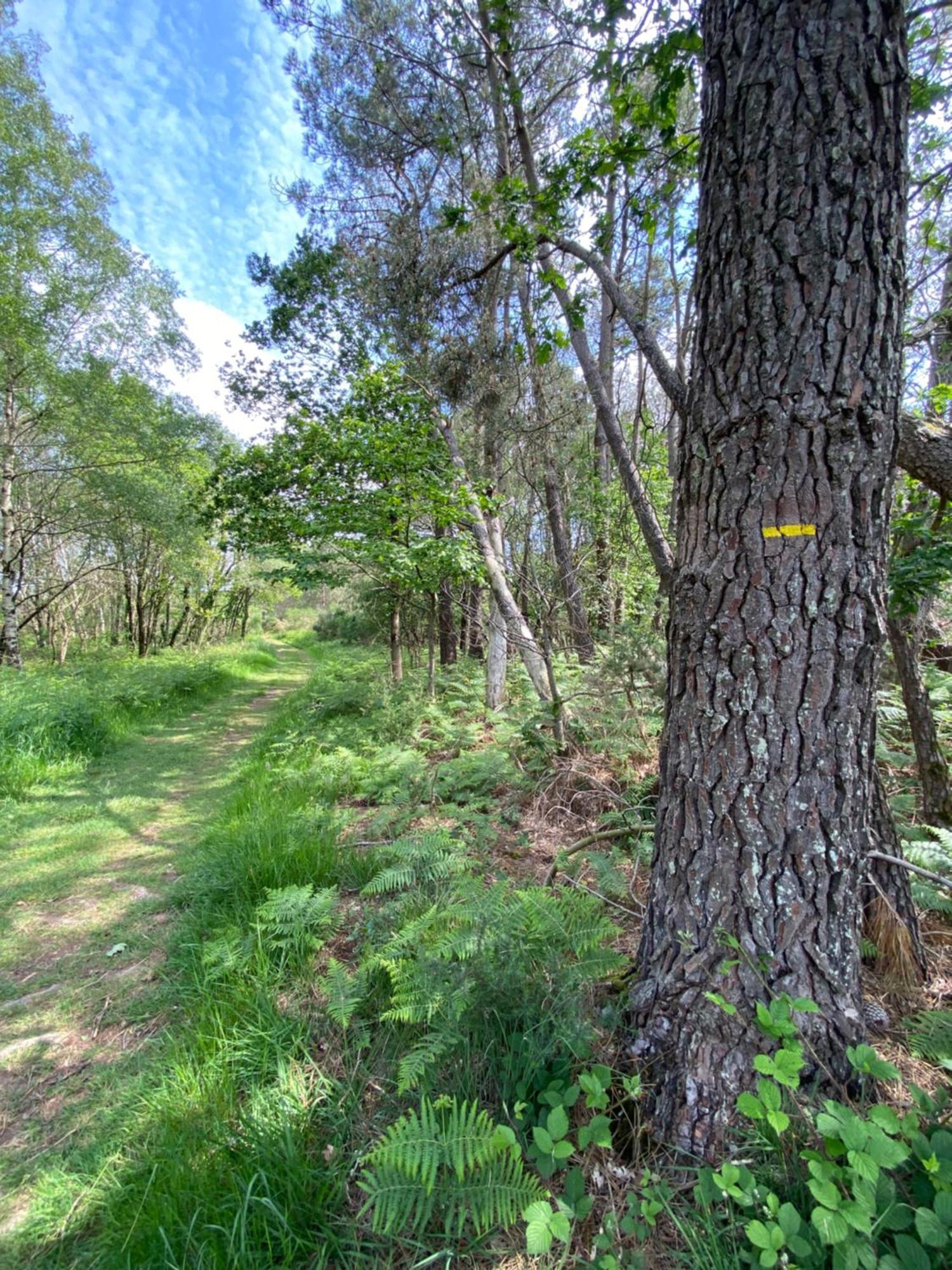 L'Hotie De Broceliande, Au Coeur Des Sites Naturels Et Legendaires パンポン エクステリア 写真